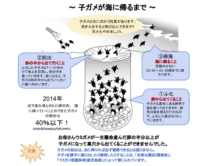 2015年転用子ガメが海へ帰るまで