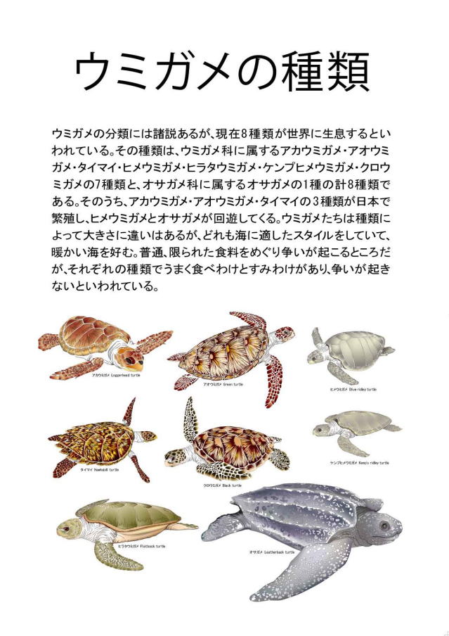 うみがめページ ウミガメの種類