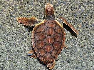 一年飼育ウミガメ Npo法人 屋久島うみがめ館
